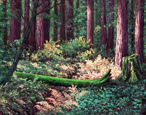 Oil painting / redwood forest.